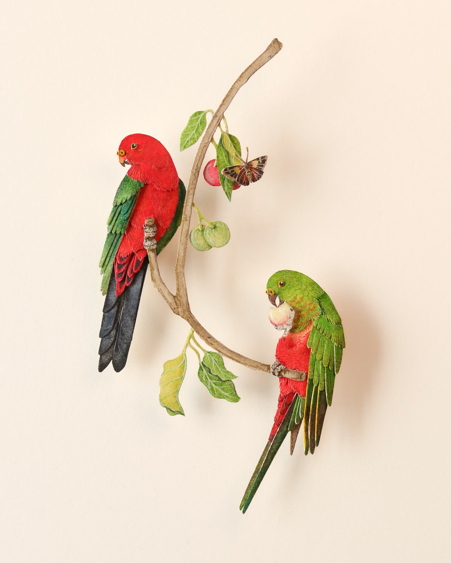Male and Female Australian king parrot