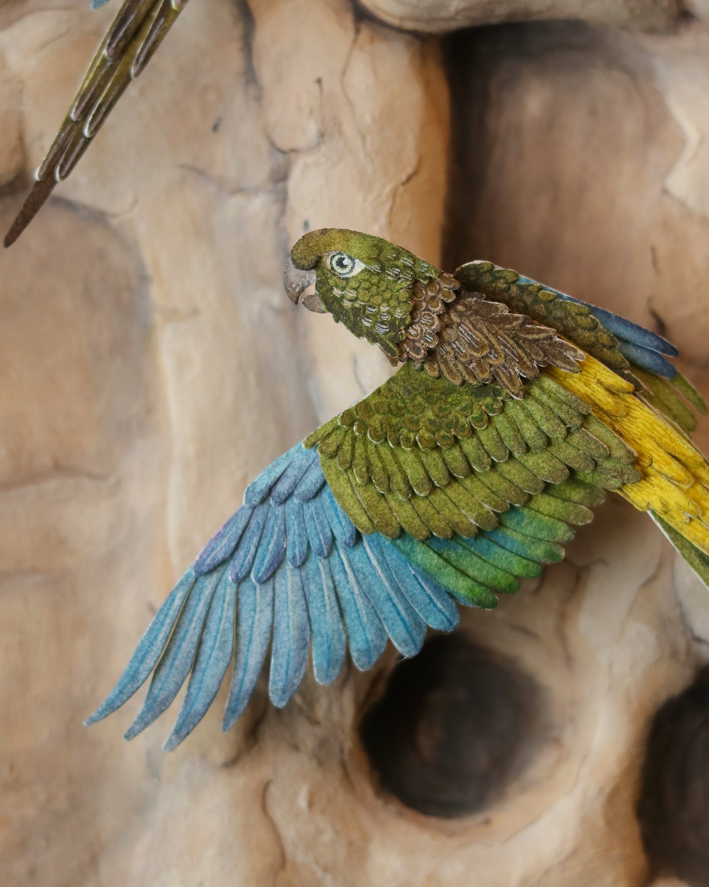 Burrowing Parrot