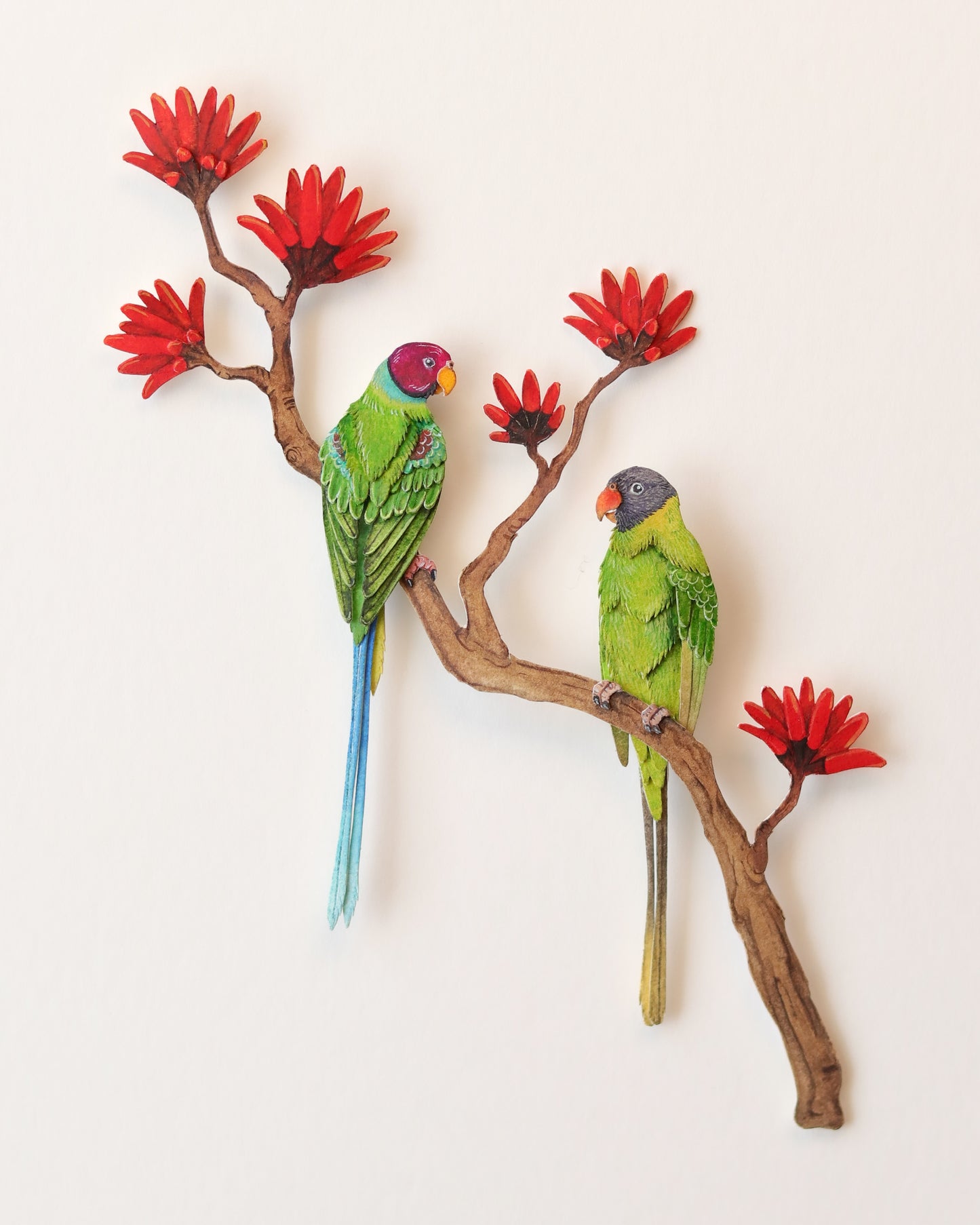 Plum-headed Parakeet