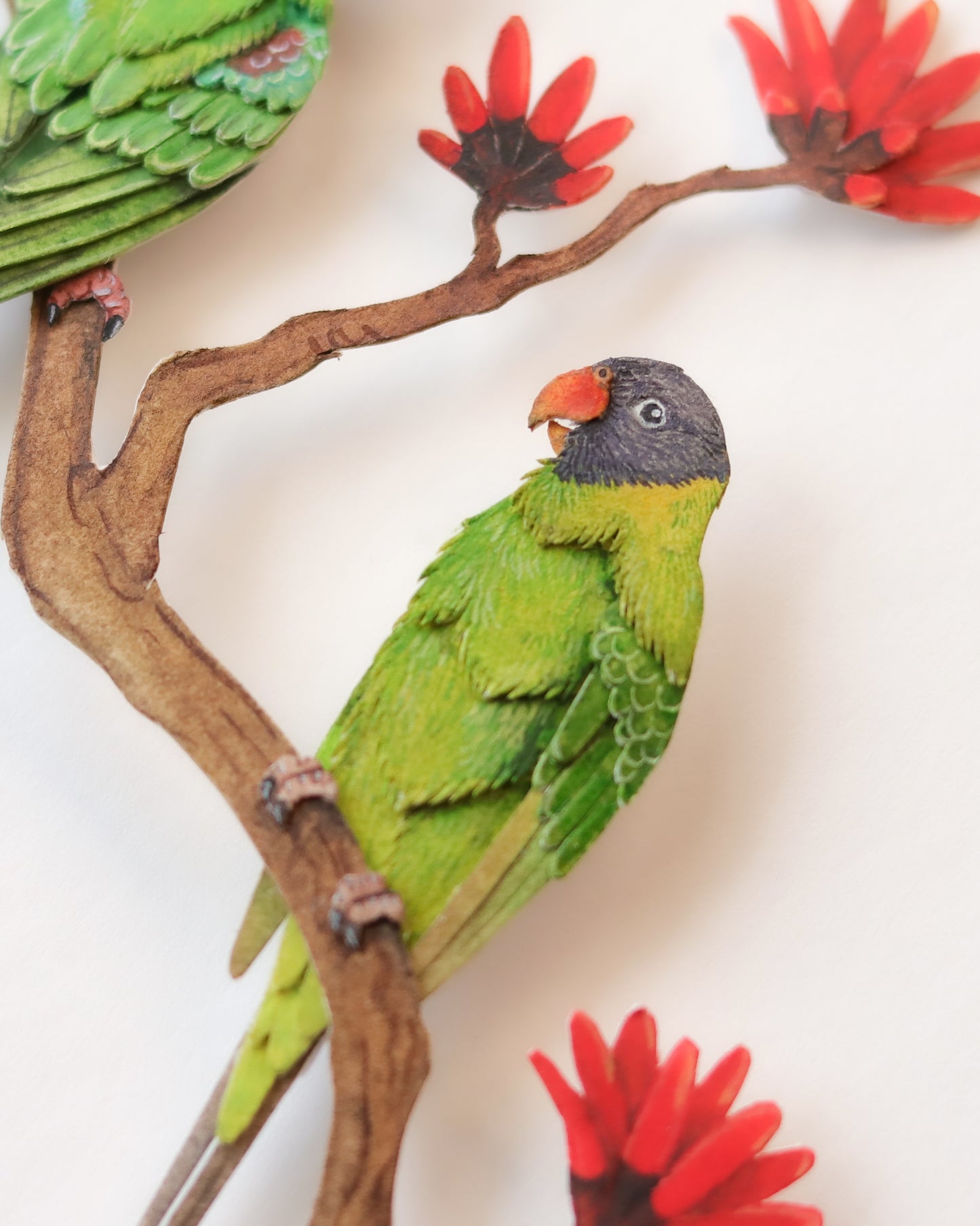 Plum-headed Parakeet