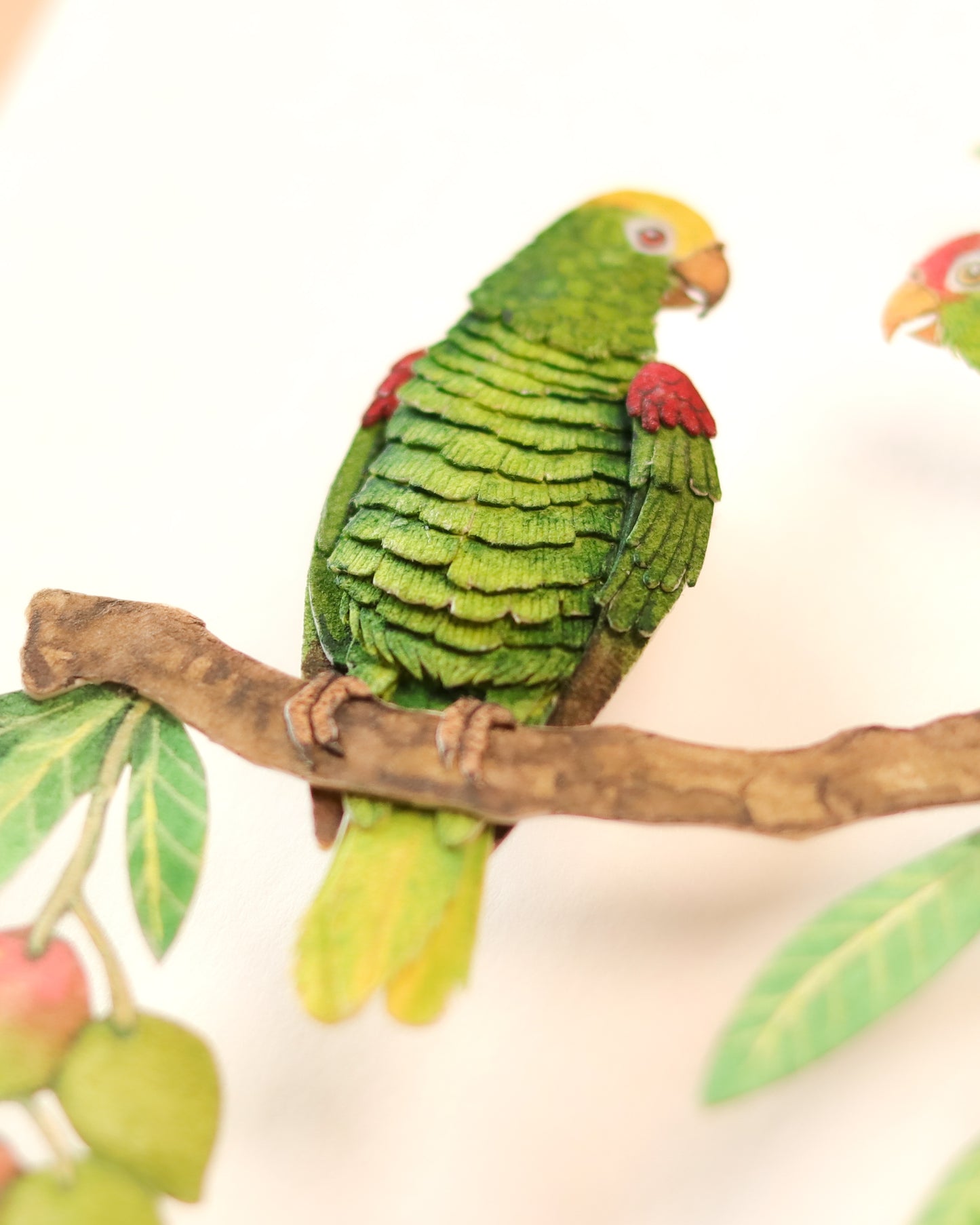 Yellow Crowned Amazon and Red Crowned Amazon