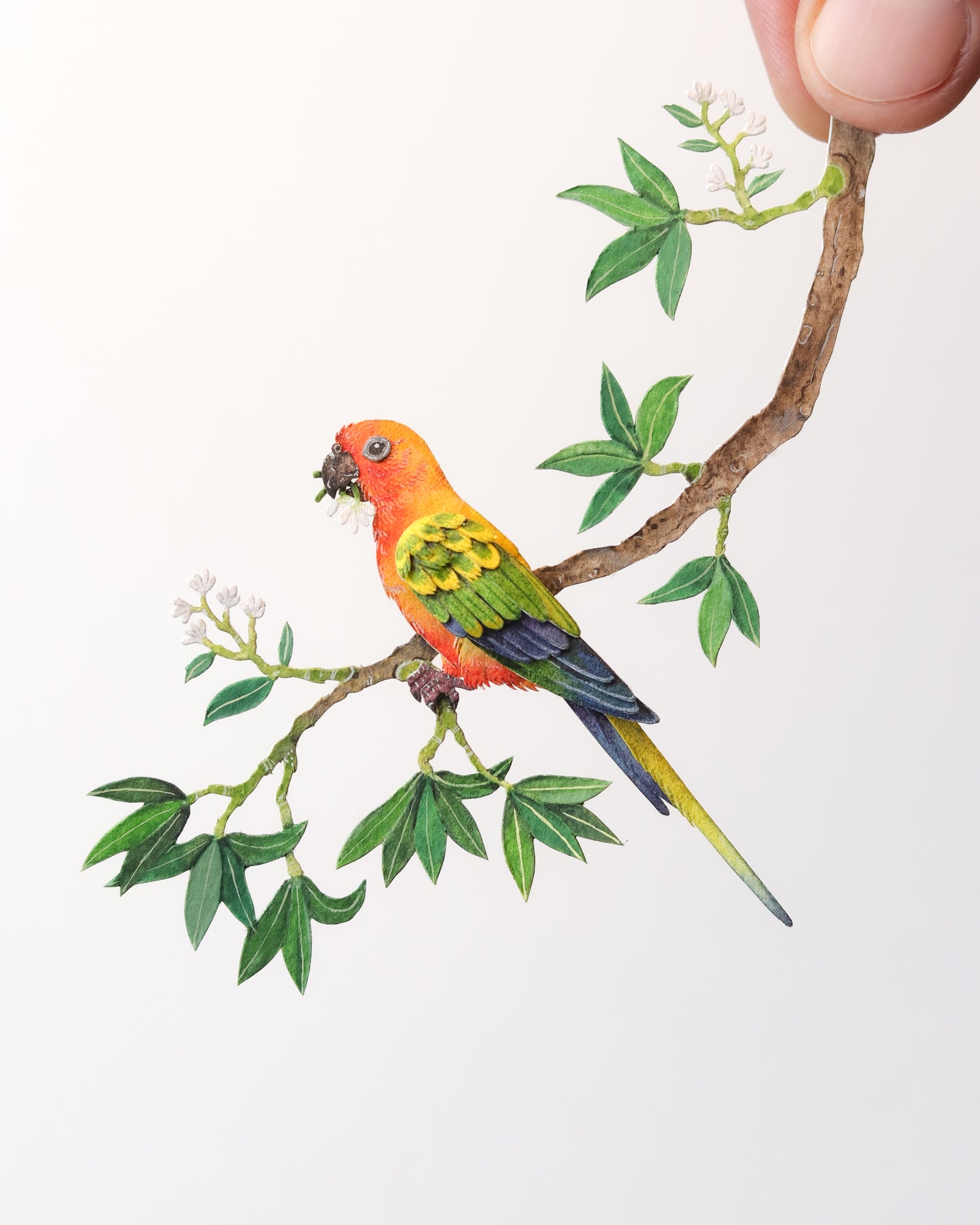 Sun Parakeet