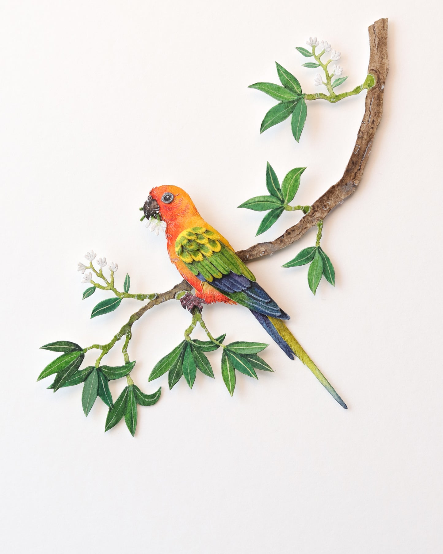 Sun Parakeet