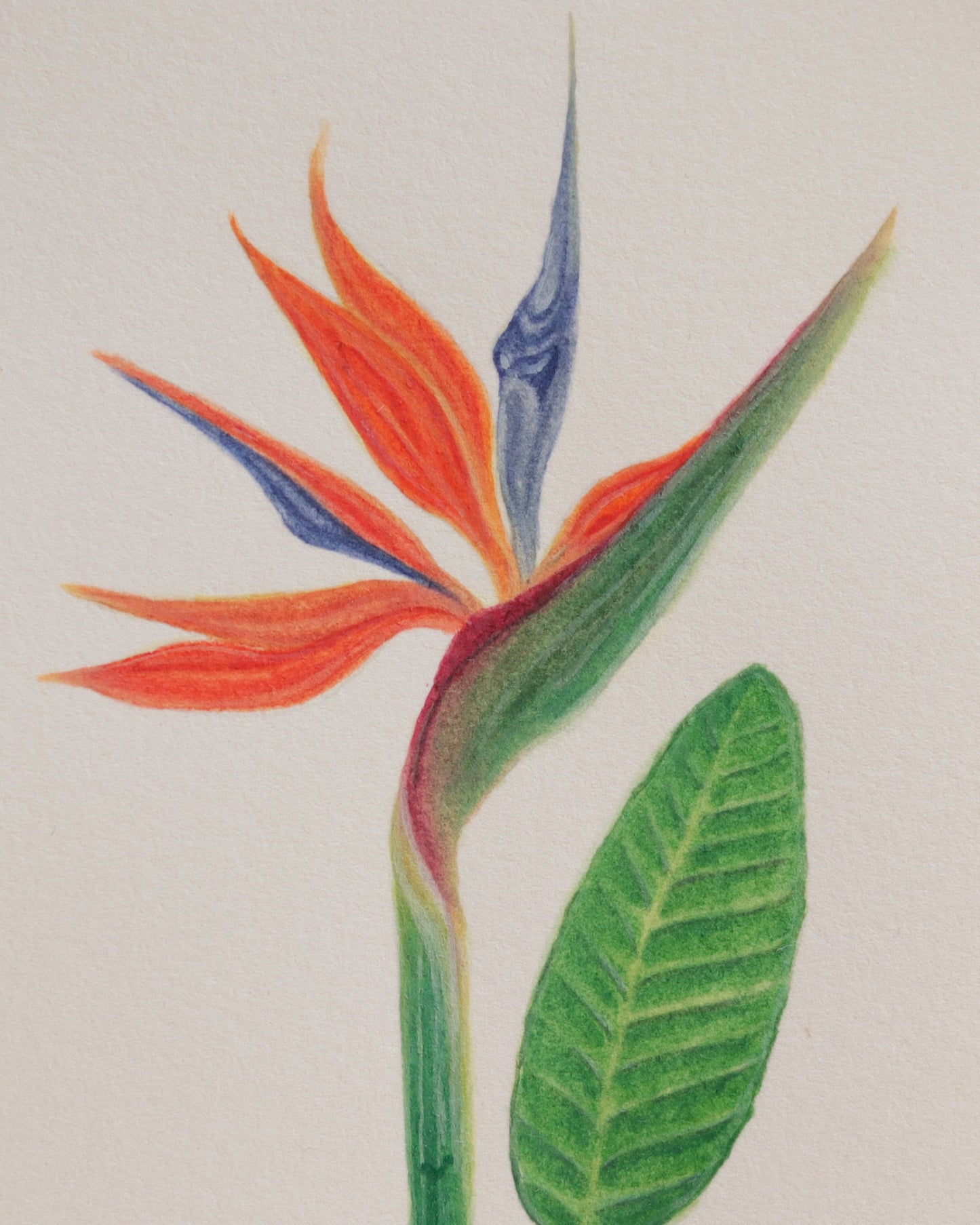 Birds of Paradise flower - Original botanical illustration