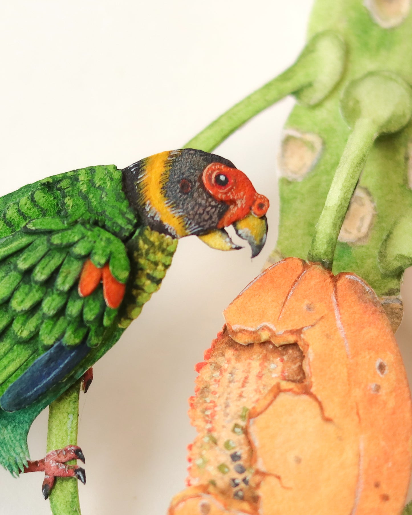 Vulturine Parrot