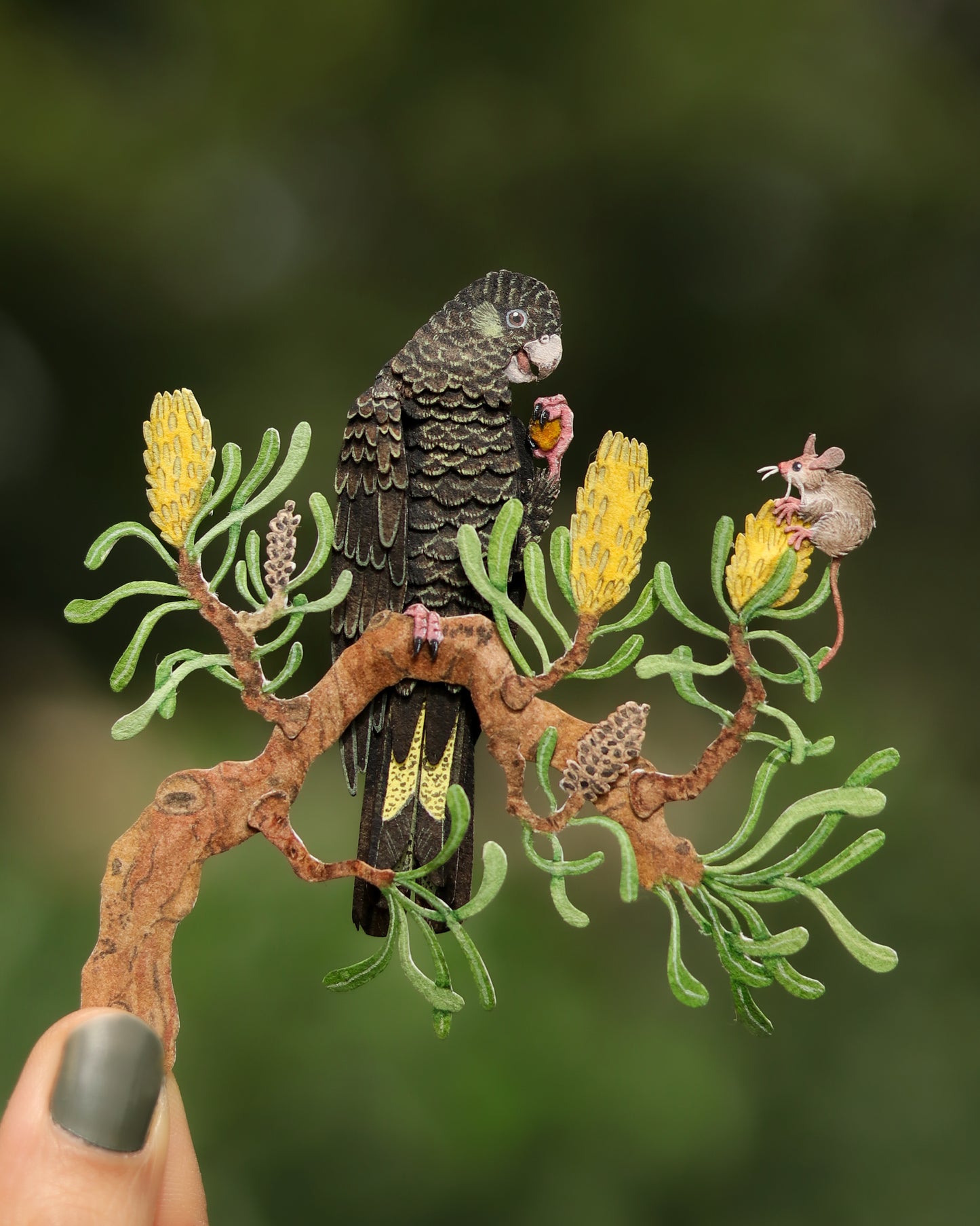 Yellow-tailed Black cockatoo