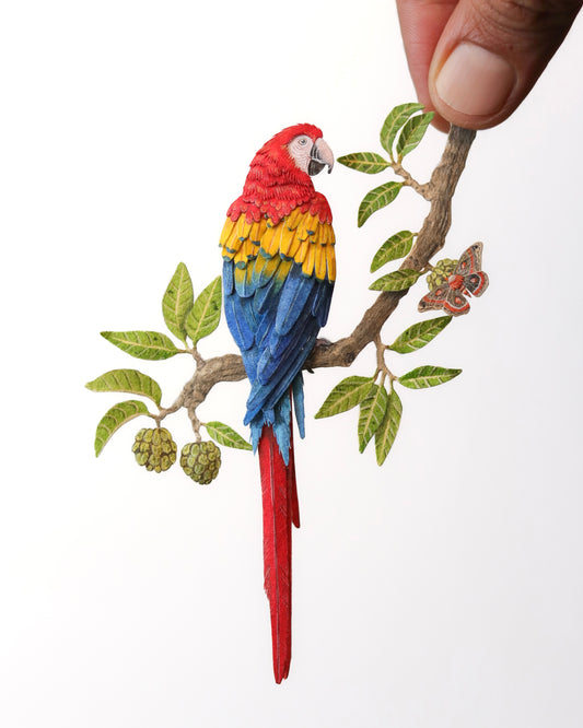 Scarlet Macaw