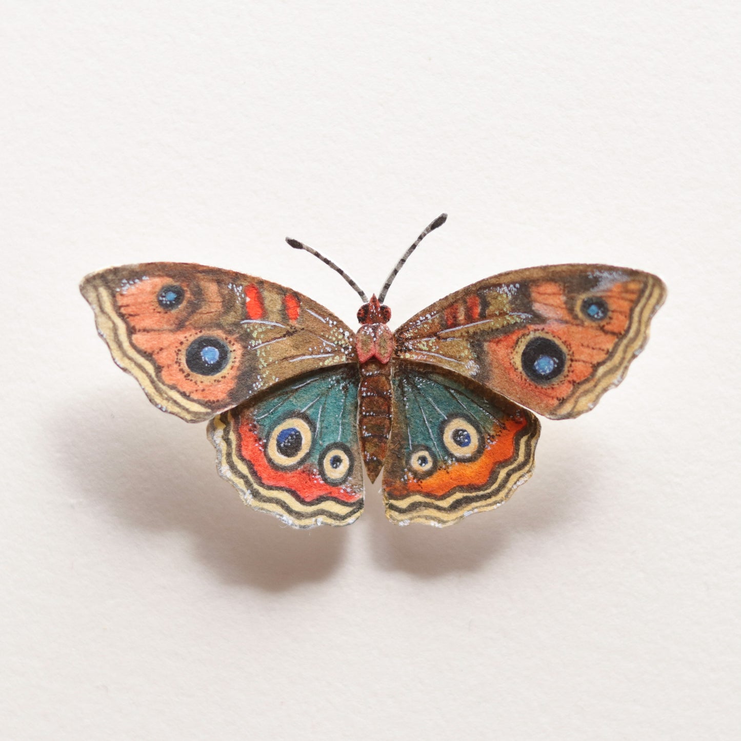 Common buckeye butterfly