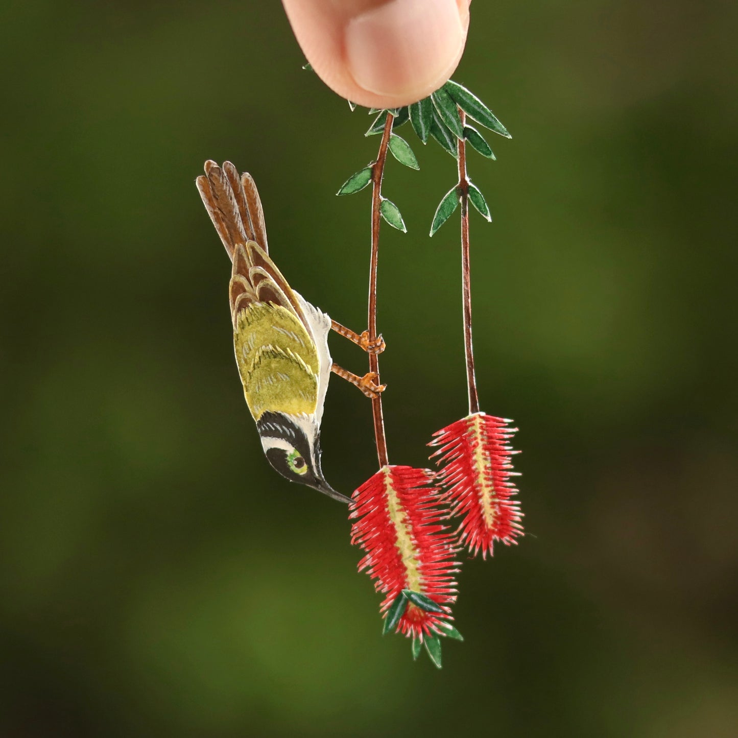 Black chinned honeyeater