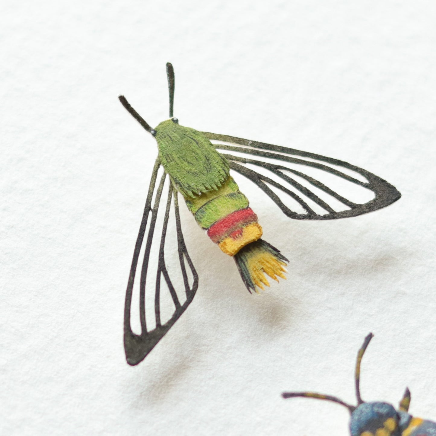 Moth specimen