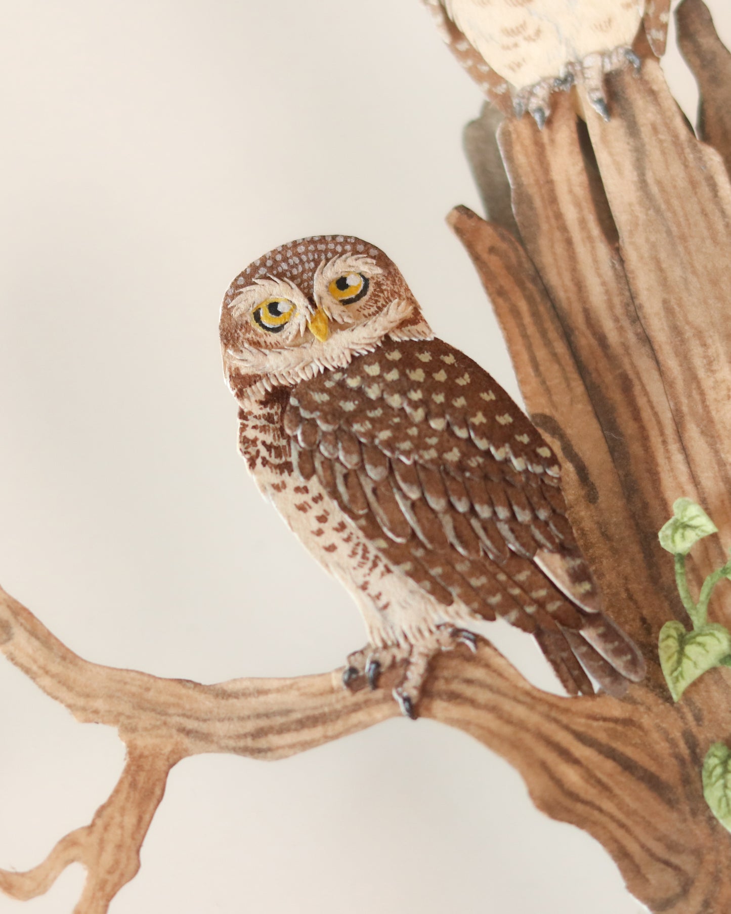 Spotted Owlet