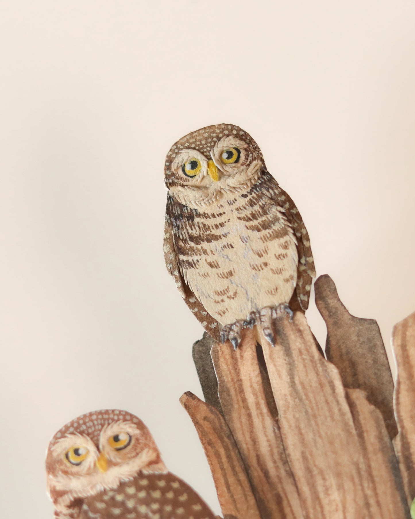 Spotted Owlet
