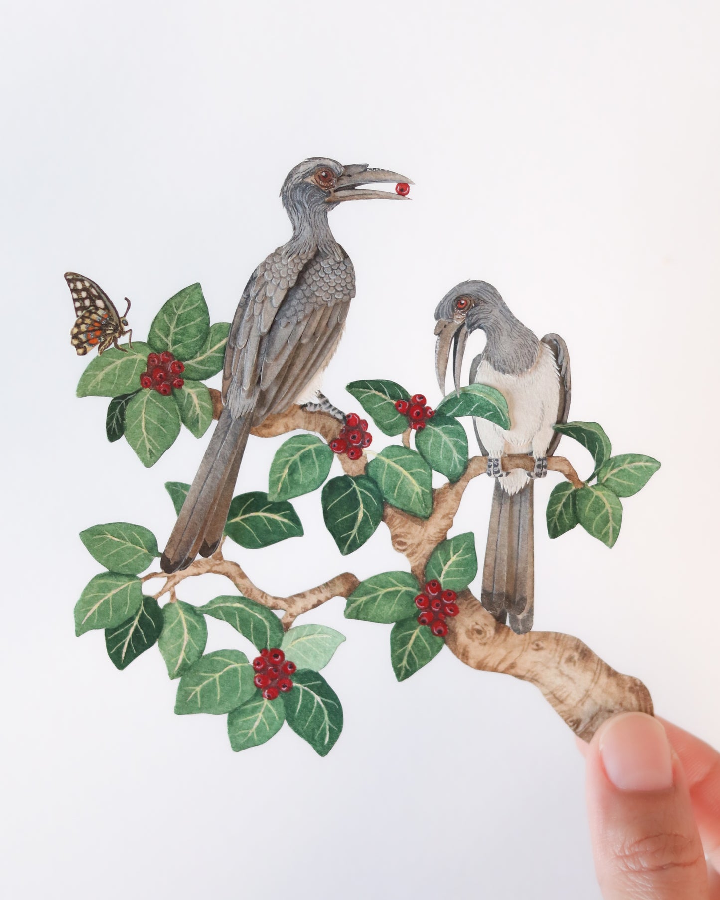 Indian Grey Hornbill