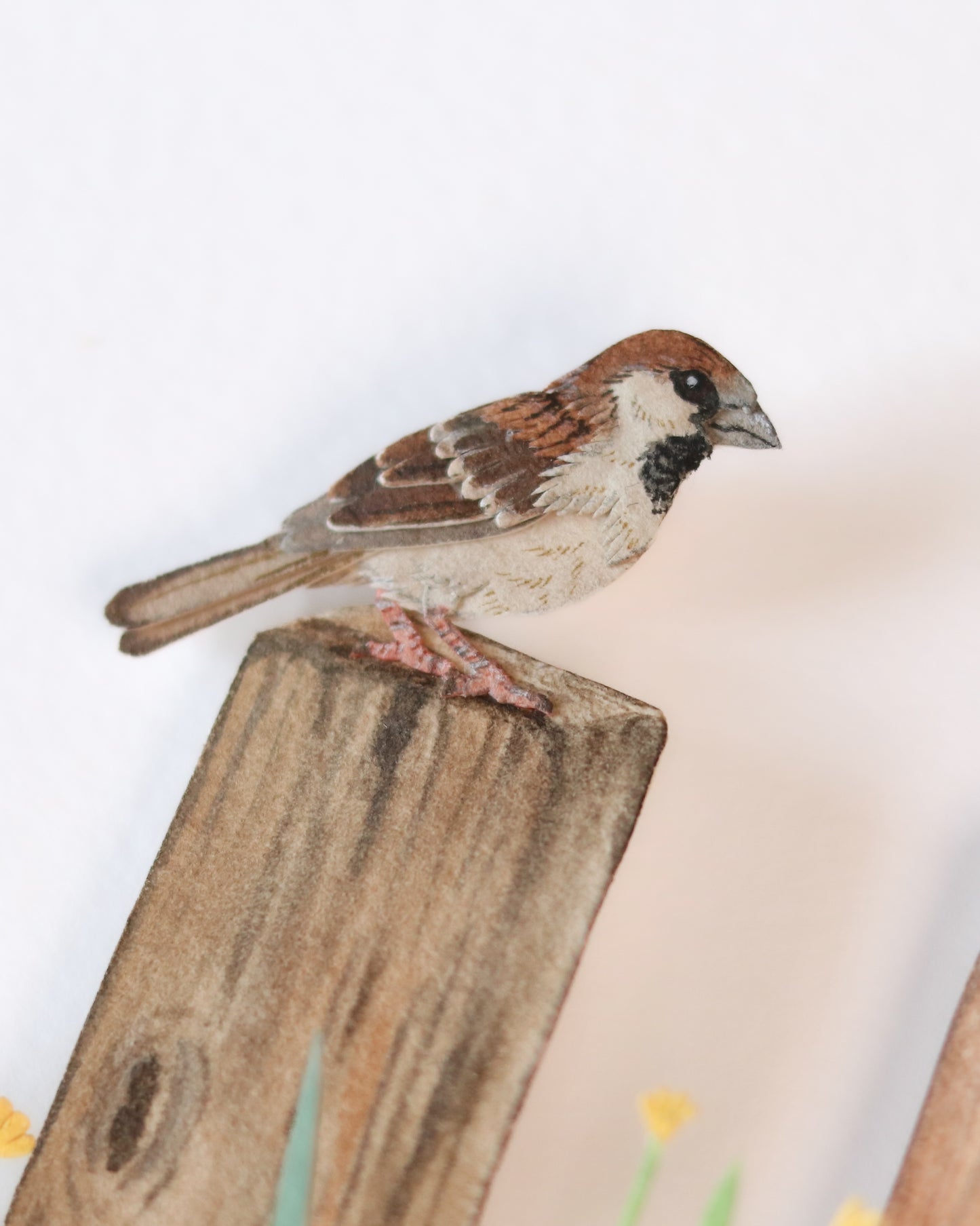 House Sparrow