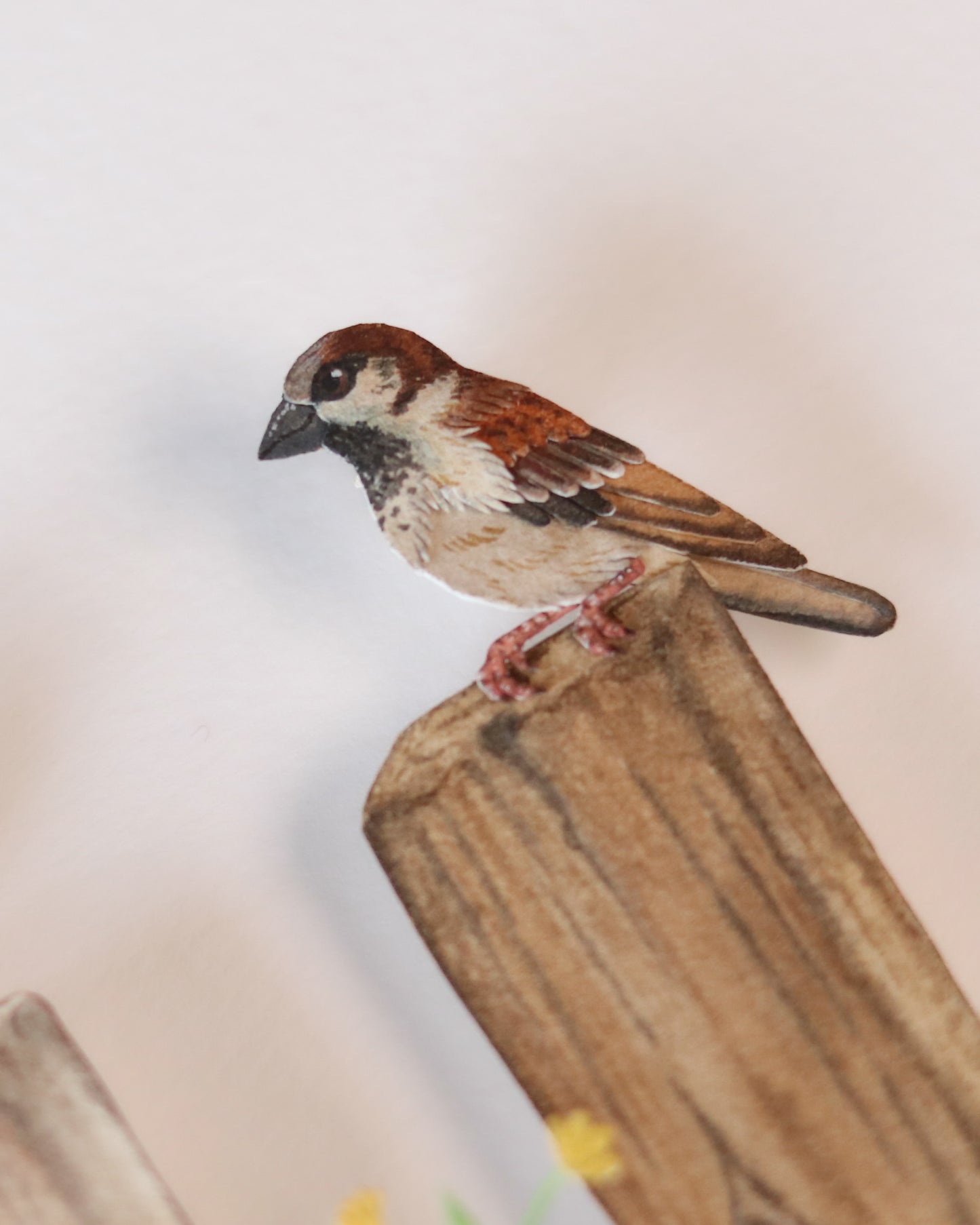 House Sparrow