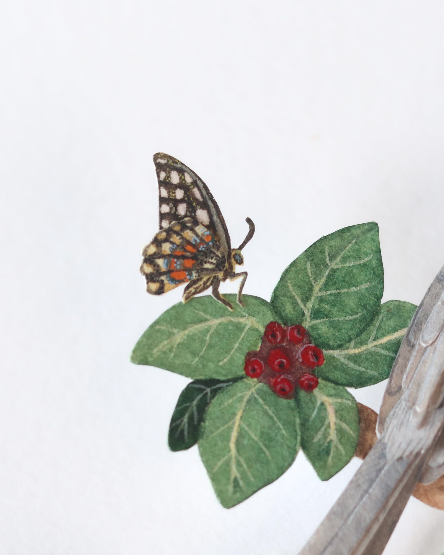 Indian Grey Hornbill