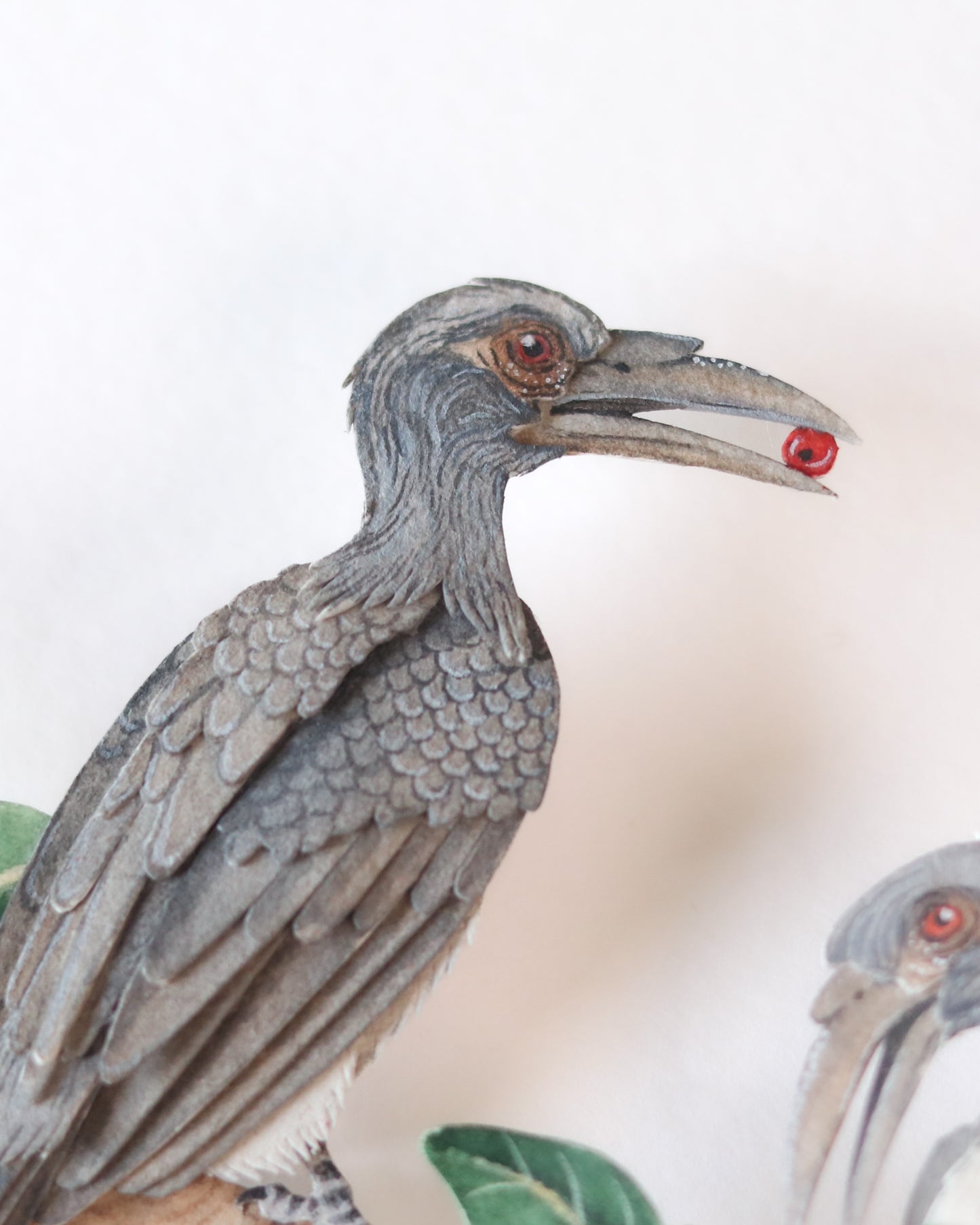 Indian Grey Hornbill