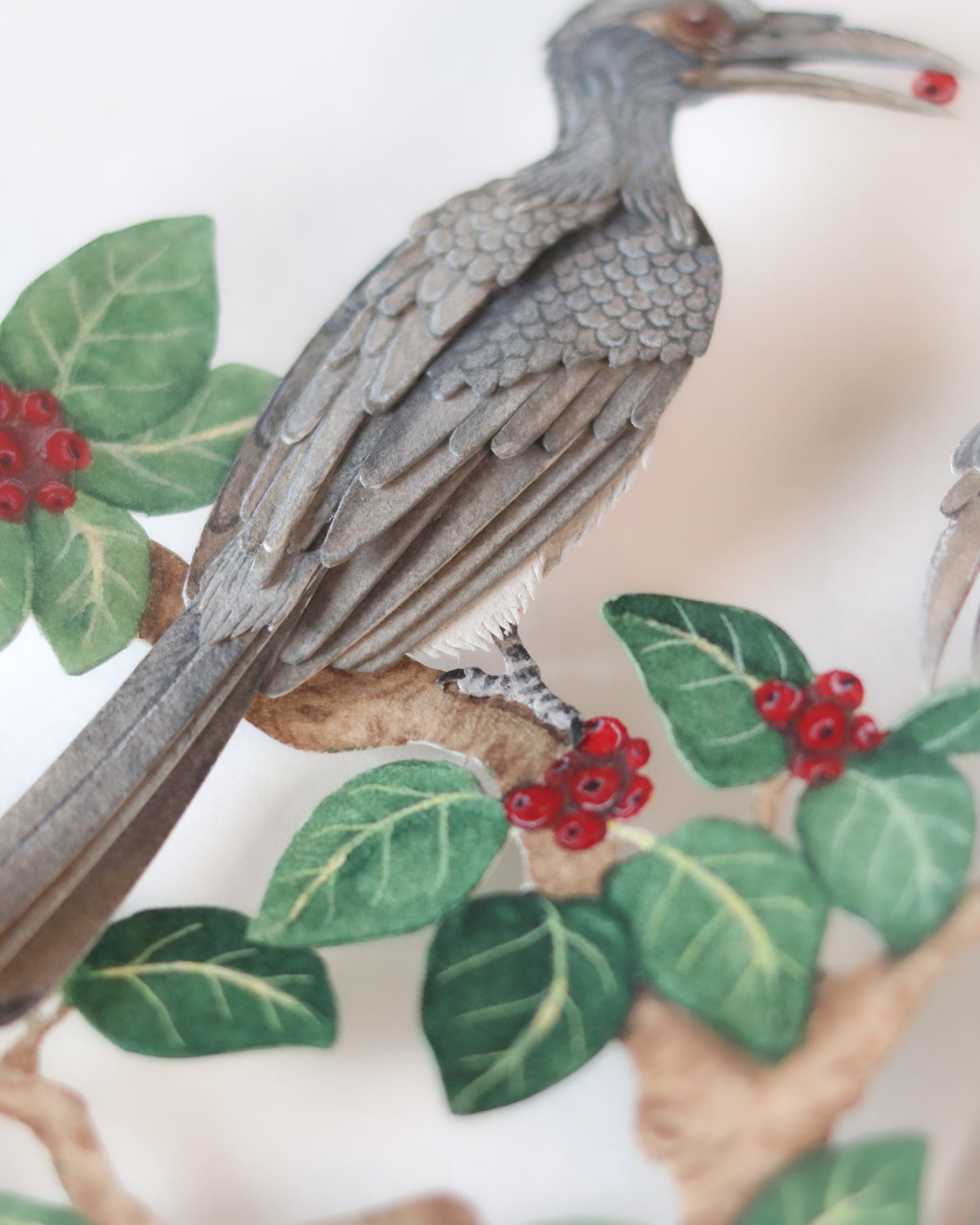 Indian Grey Hornbill