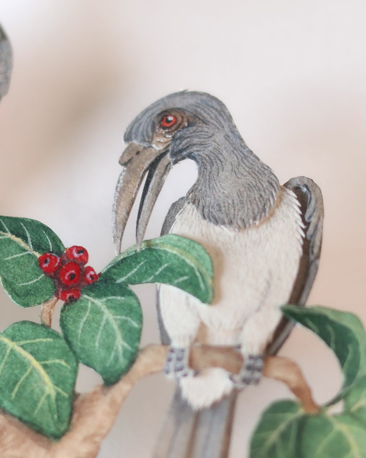 Indian Grey Hornbill