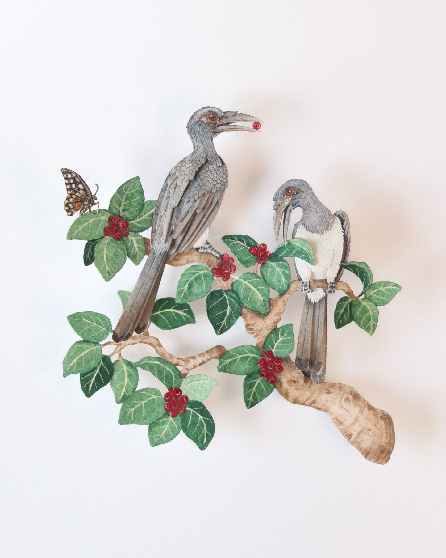 Indian Grey Hornbill