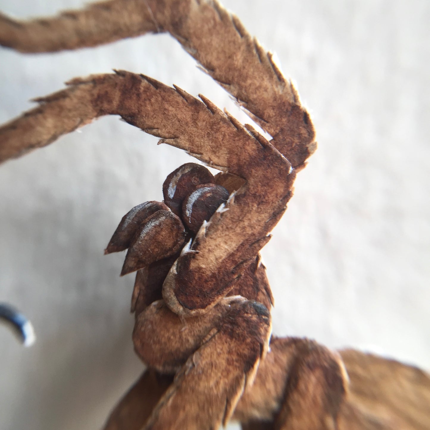 Tarantula Hawk Wasp vs Huntsman Spider