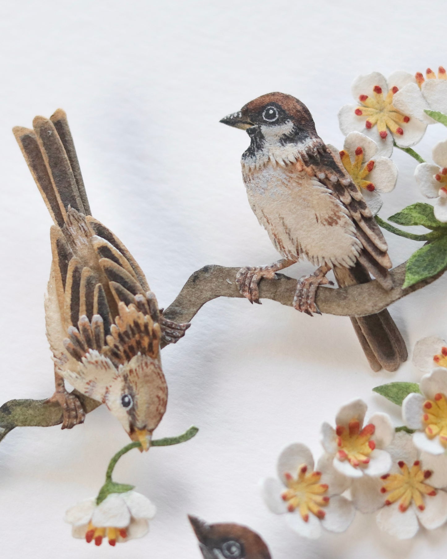 House Sparrow in cherry blossom