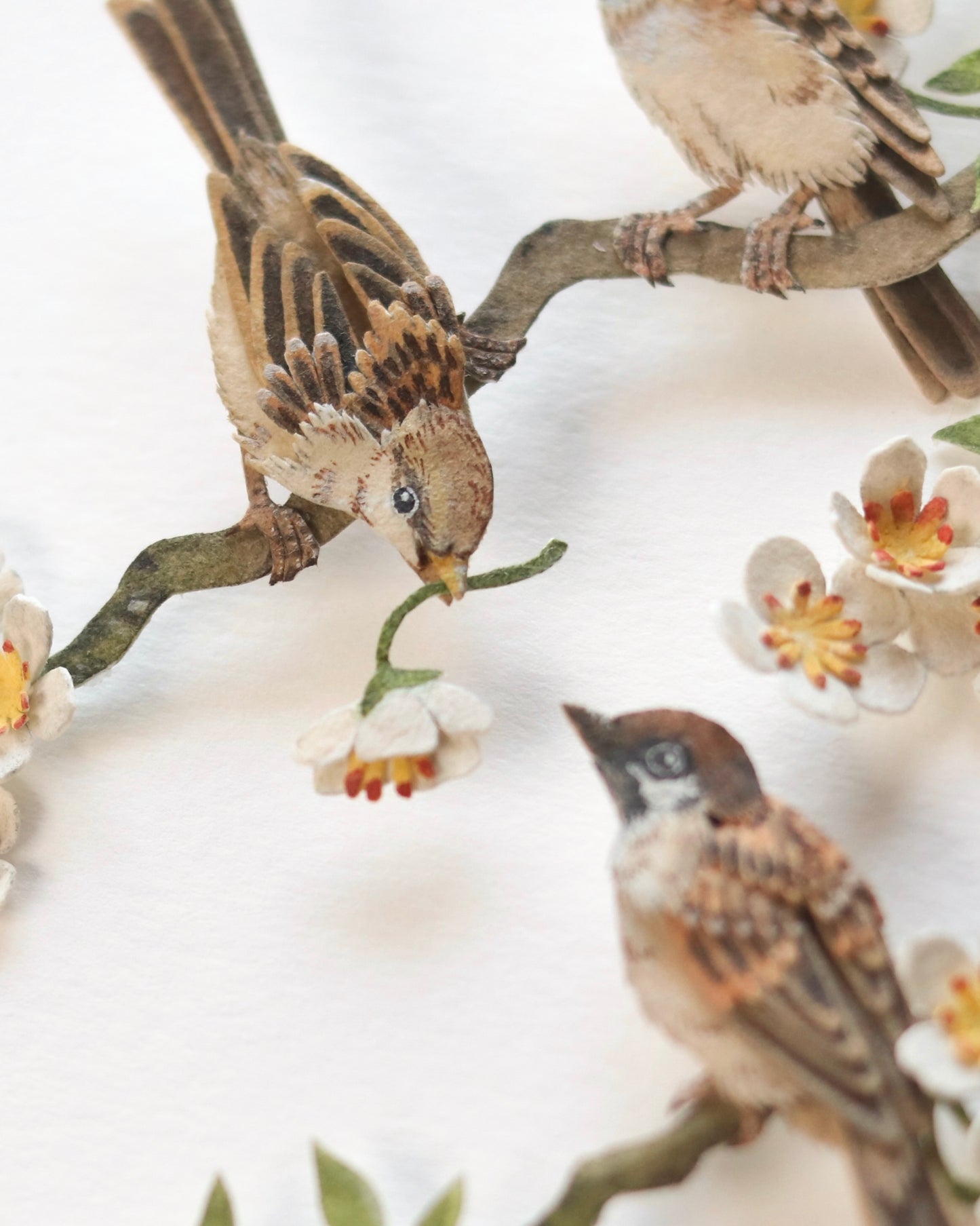 House Sparrow in cherry blossom