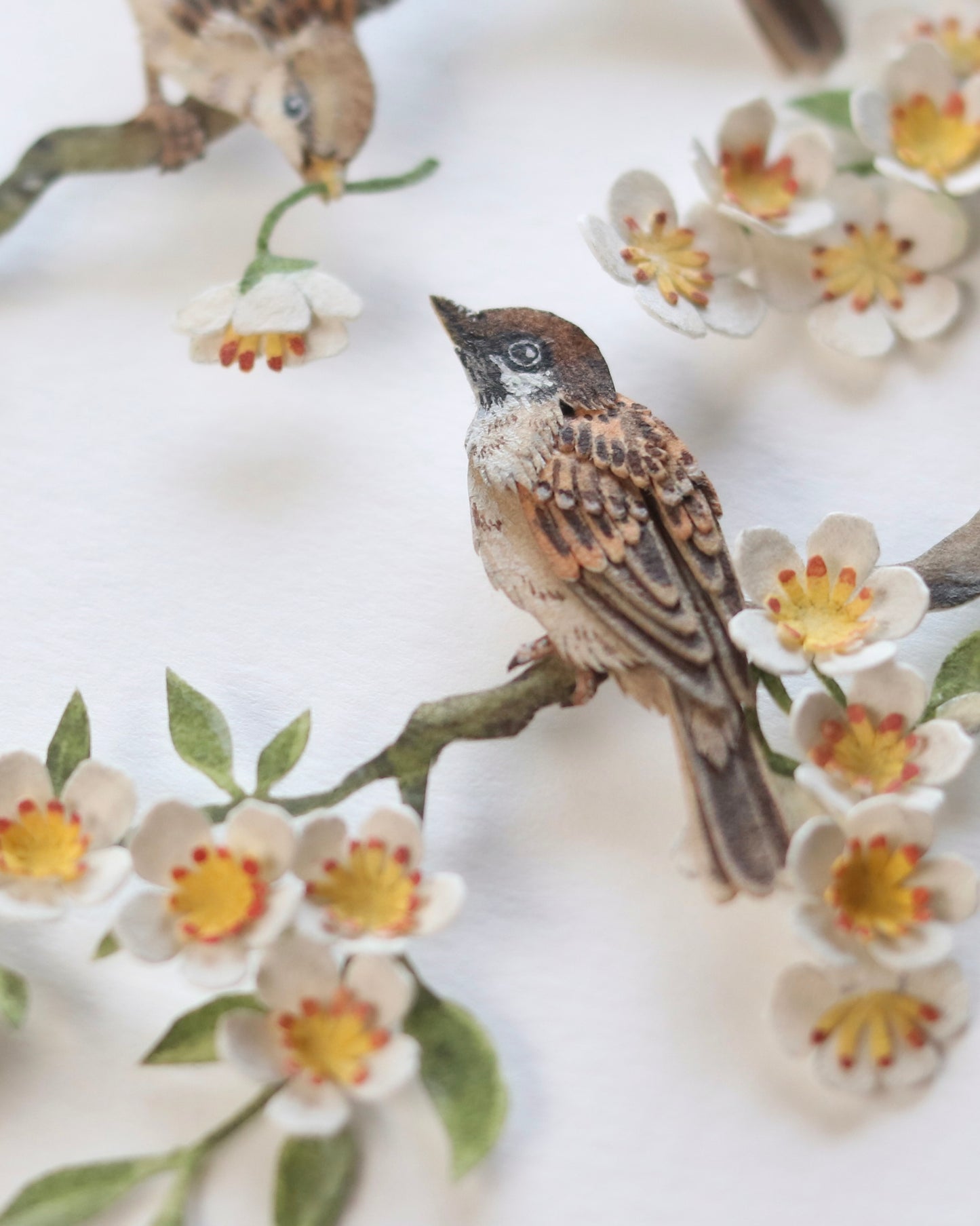 House Sparrow in cherry blossom