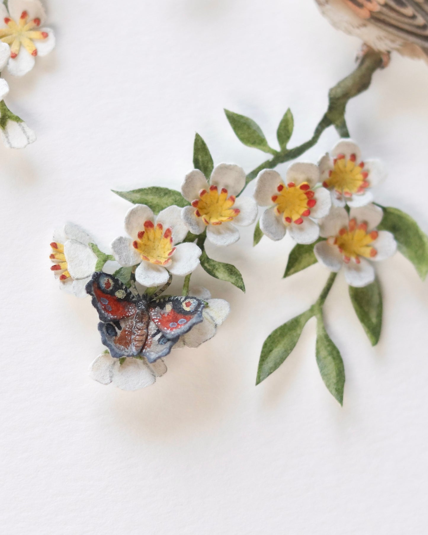 House Sparrow in cherry blossom