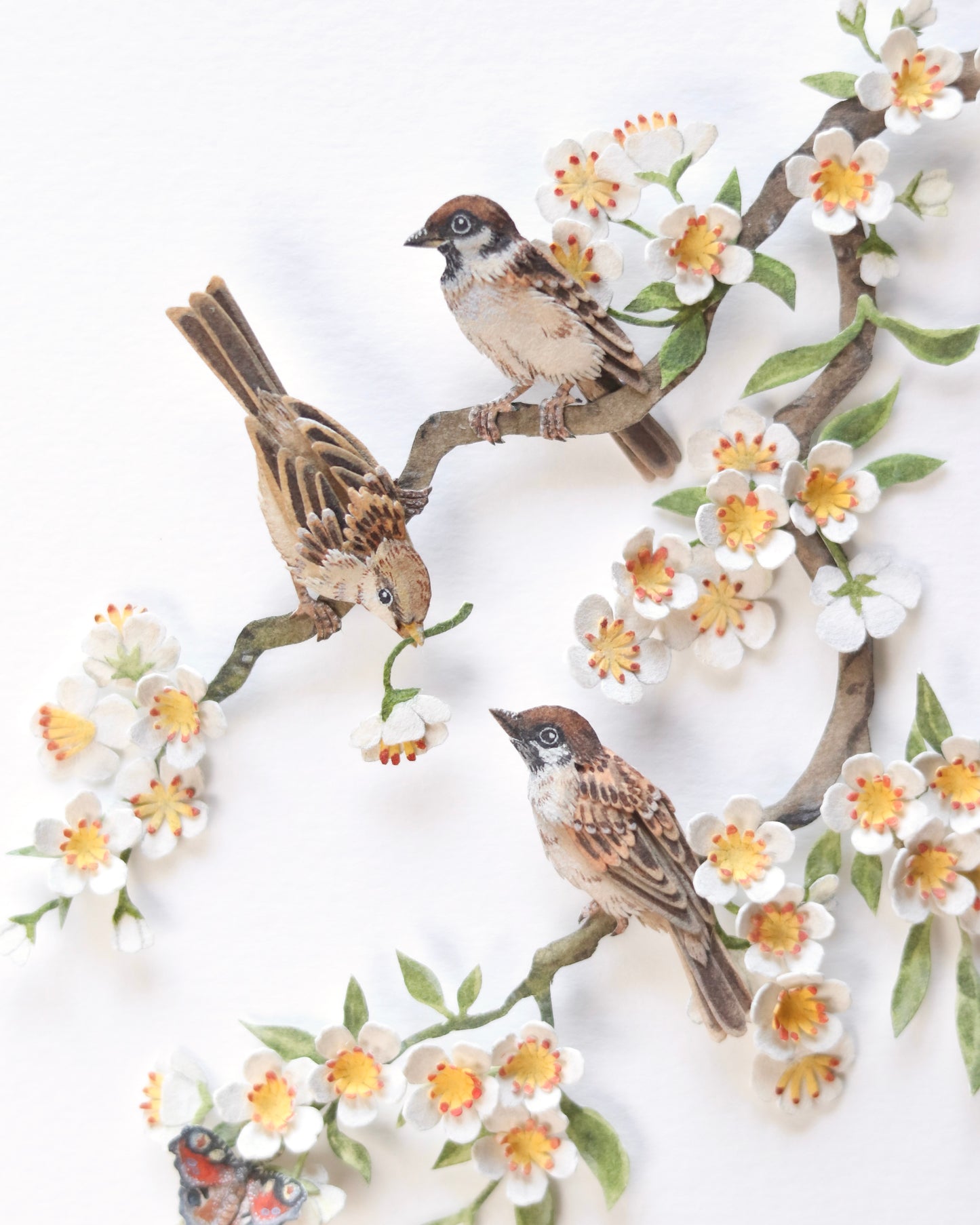 House Sparrow in cherry blossom