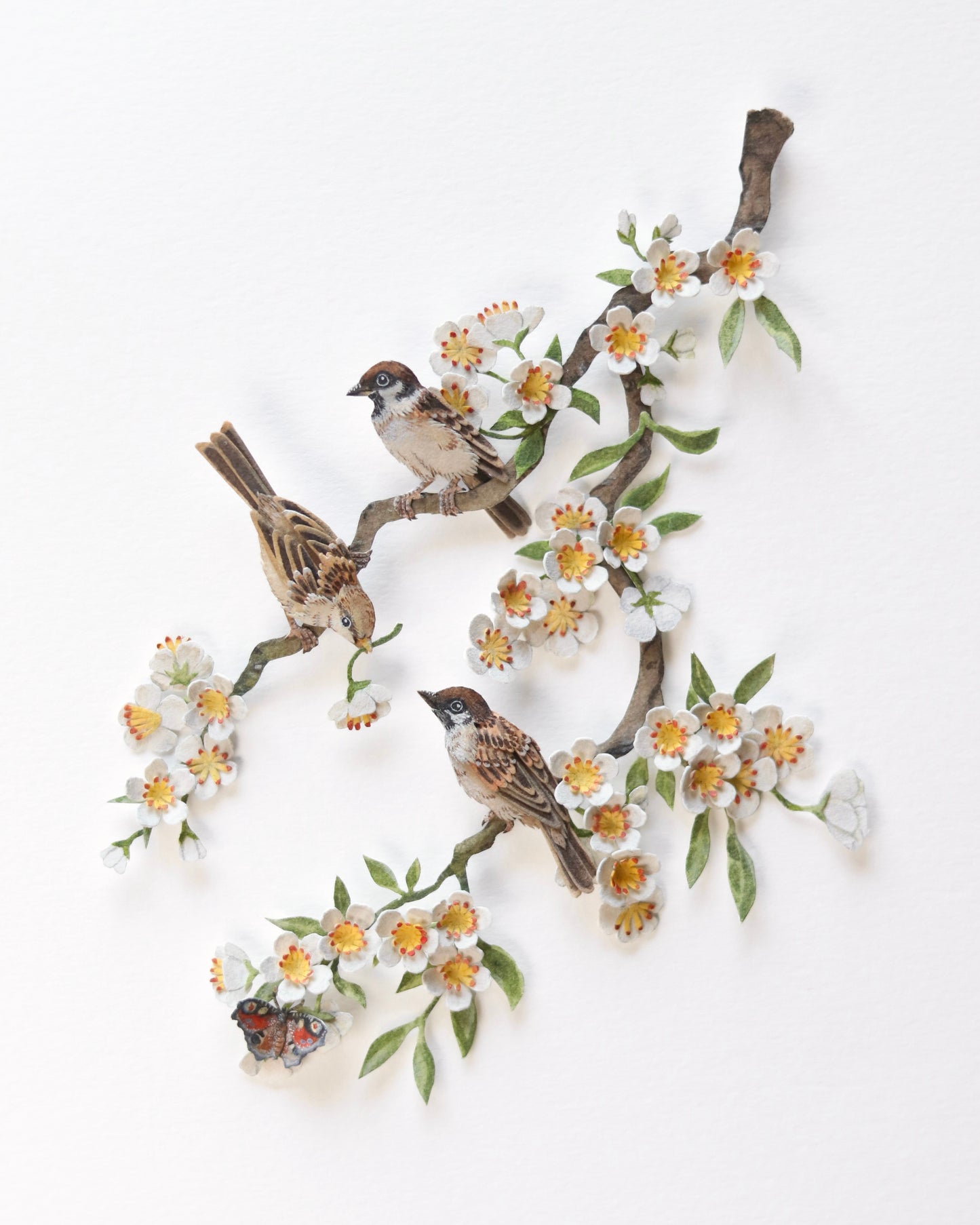 House Sparrow in cherry blossom