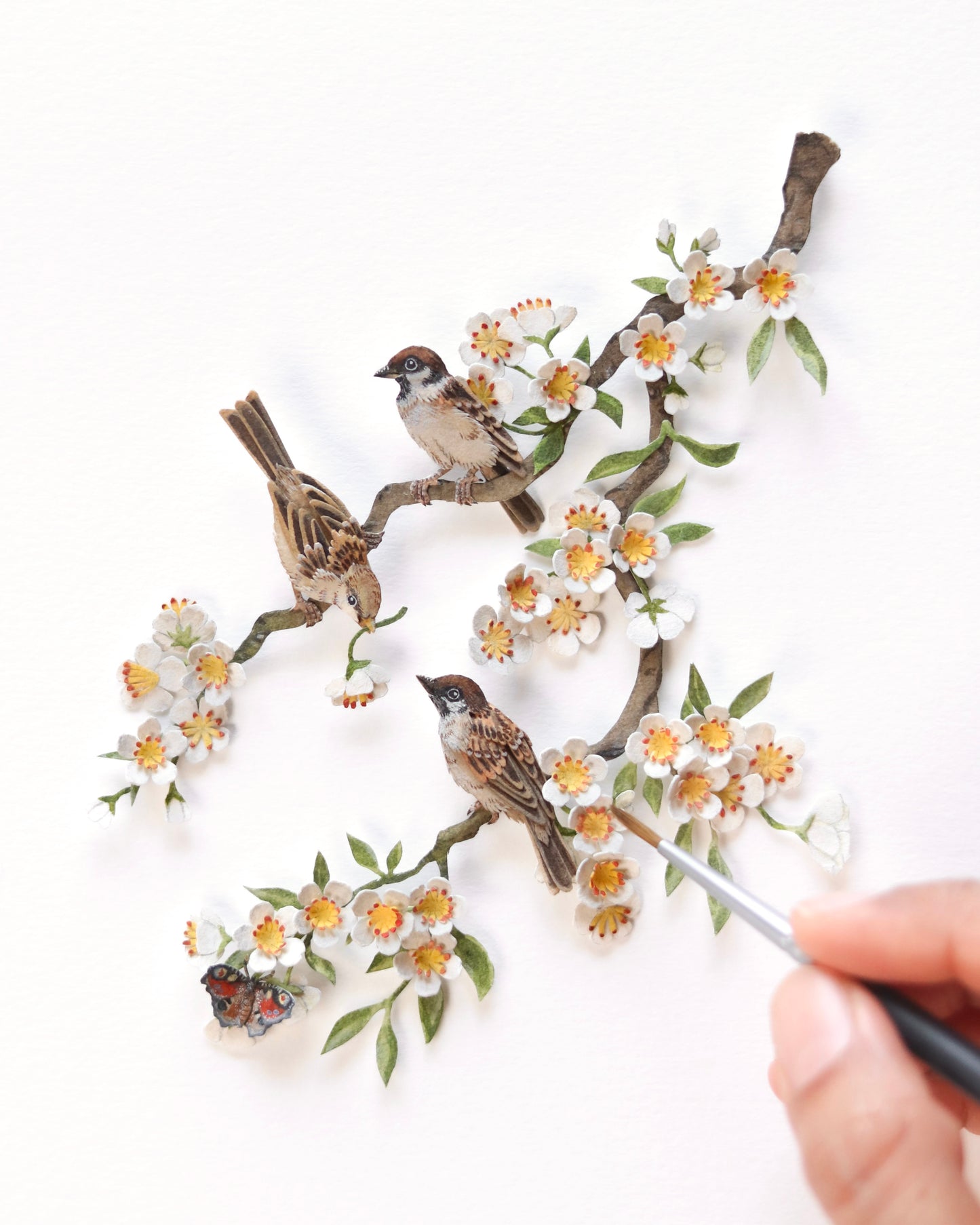 House Sparrow in cherry blossom