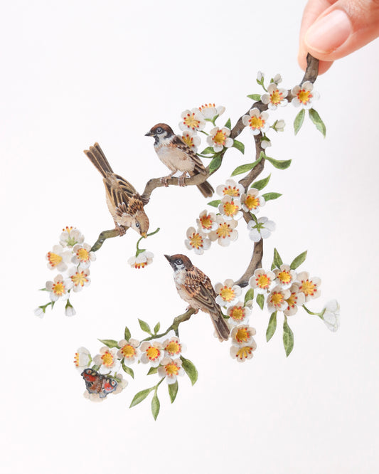 House Sparrow in cherry blossom