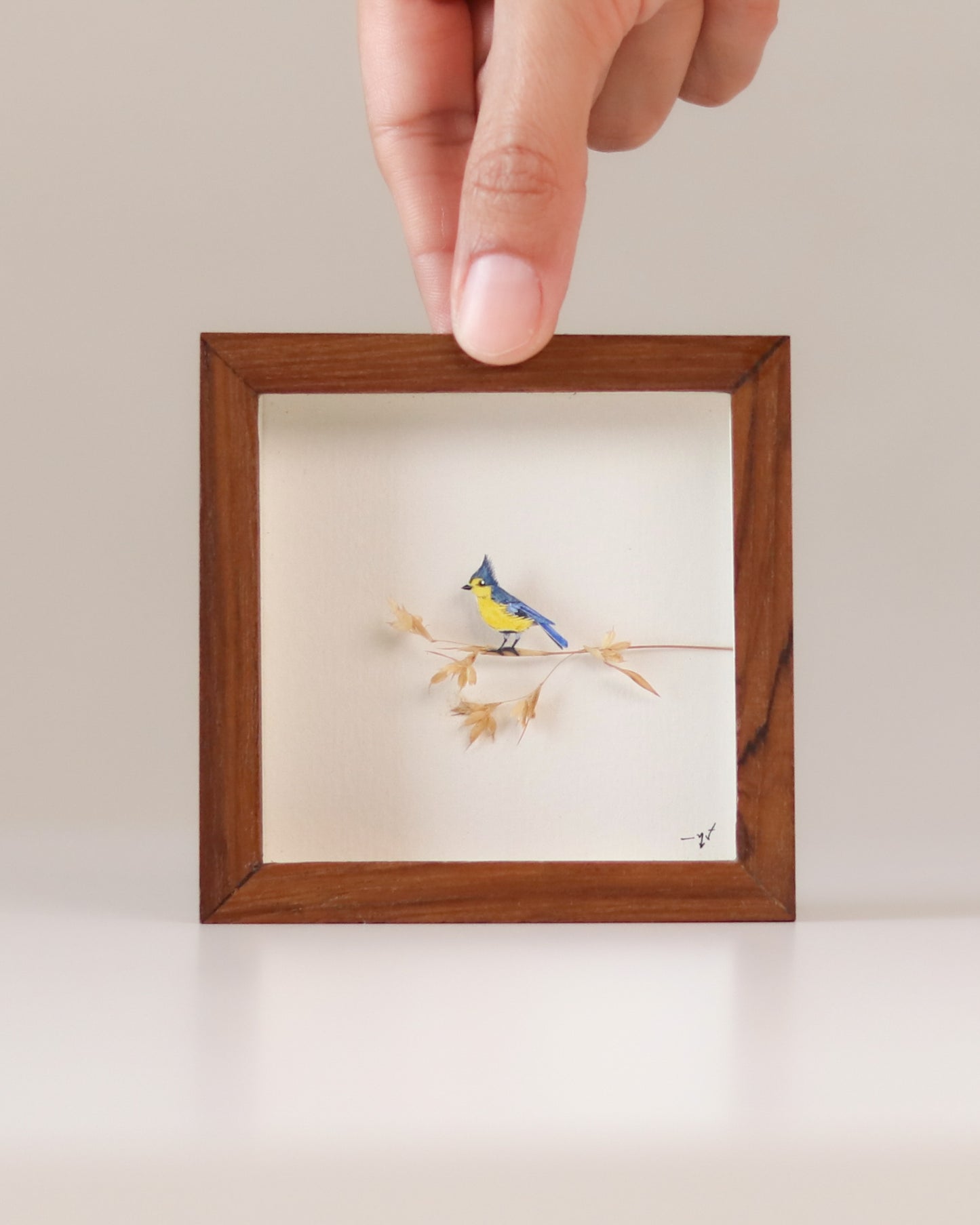 Yellow Tit