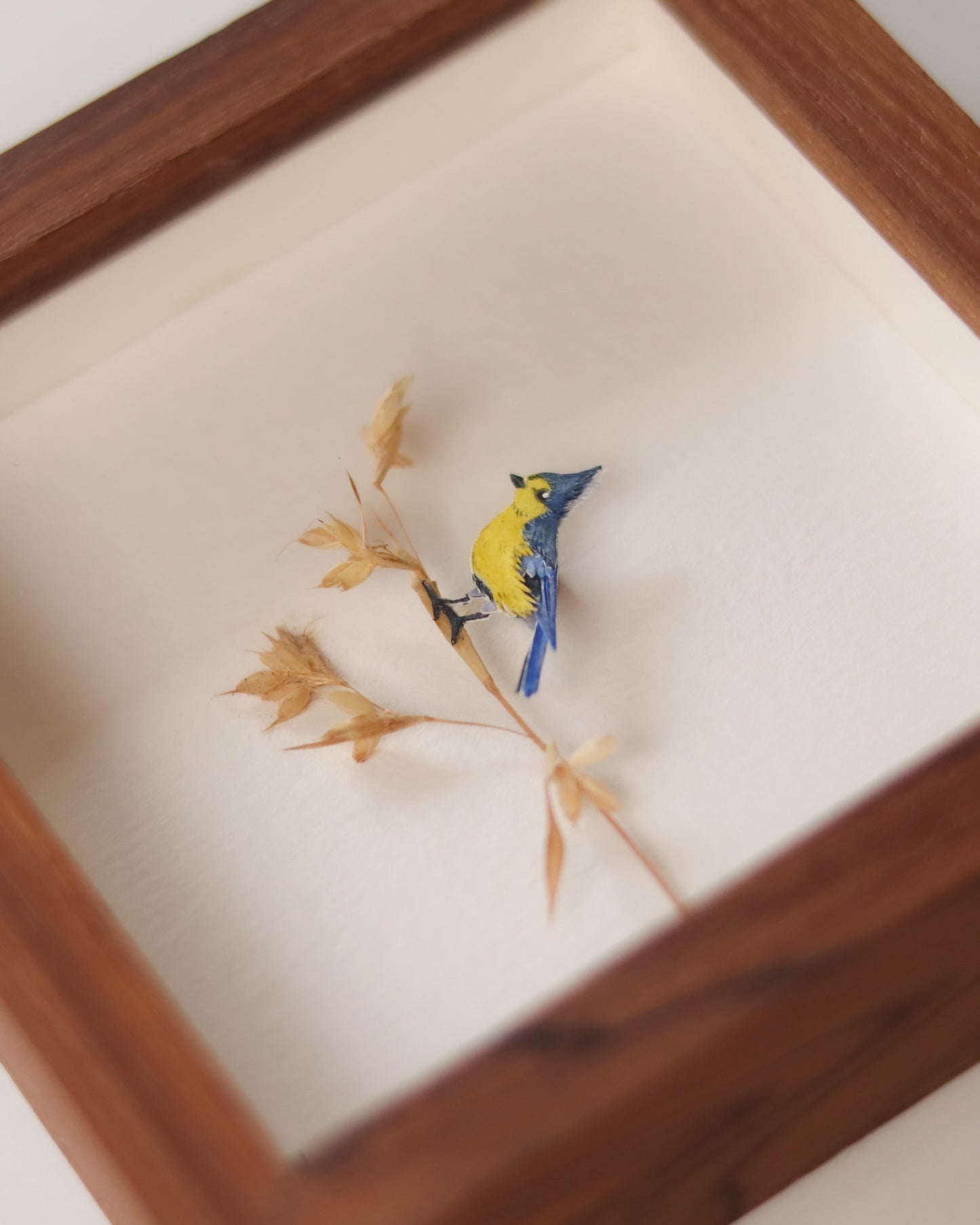 Yellow Tit