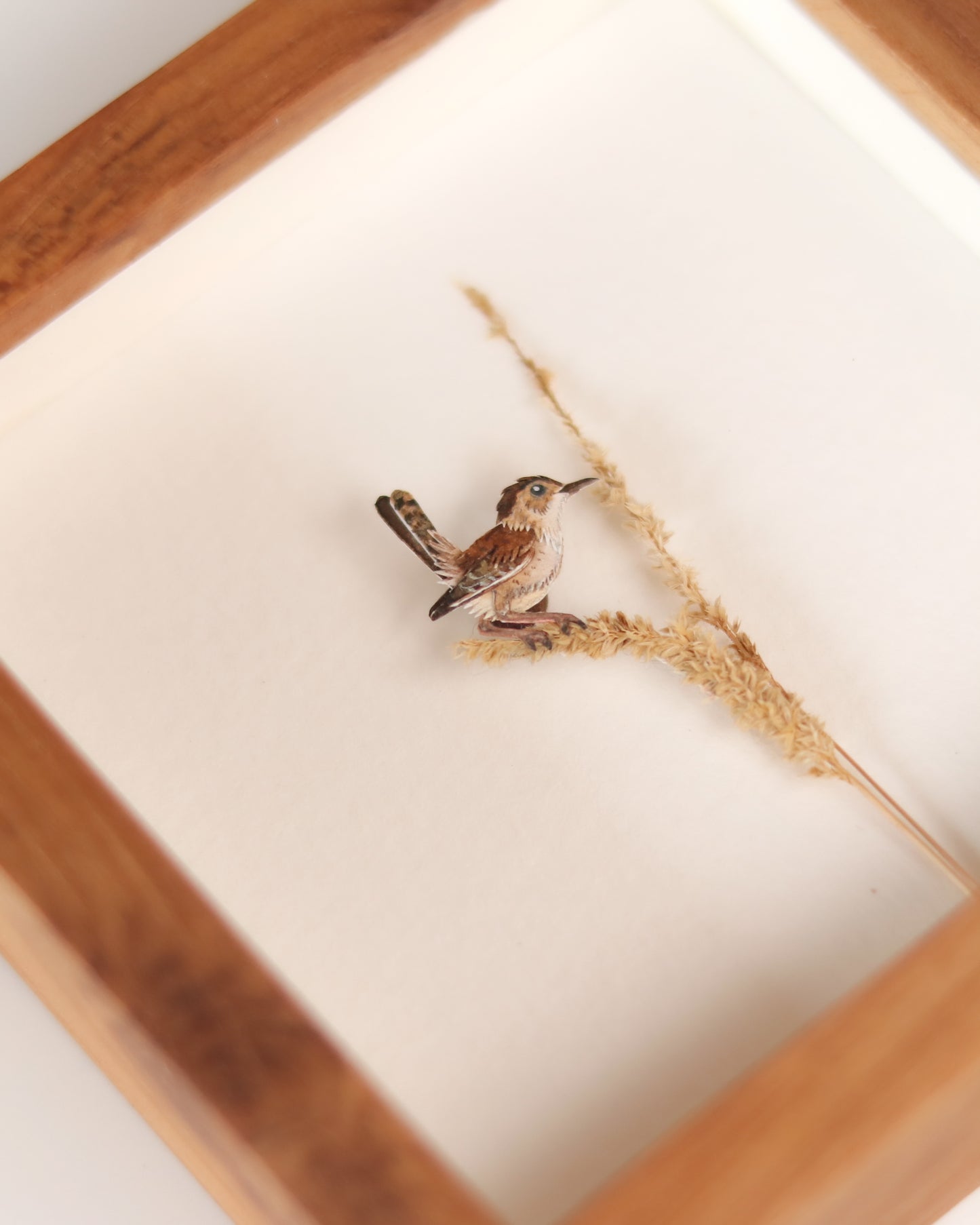 Marsh Wren