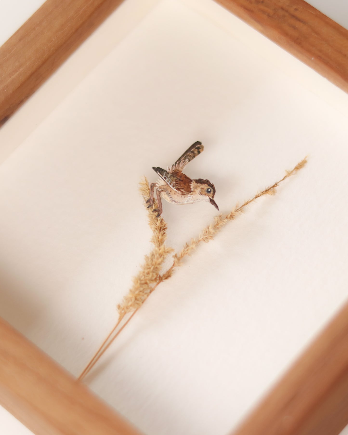 Marsh Wren