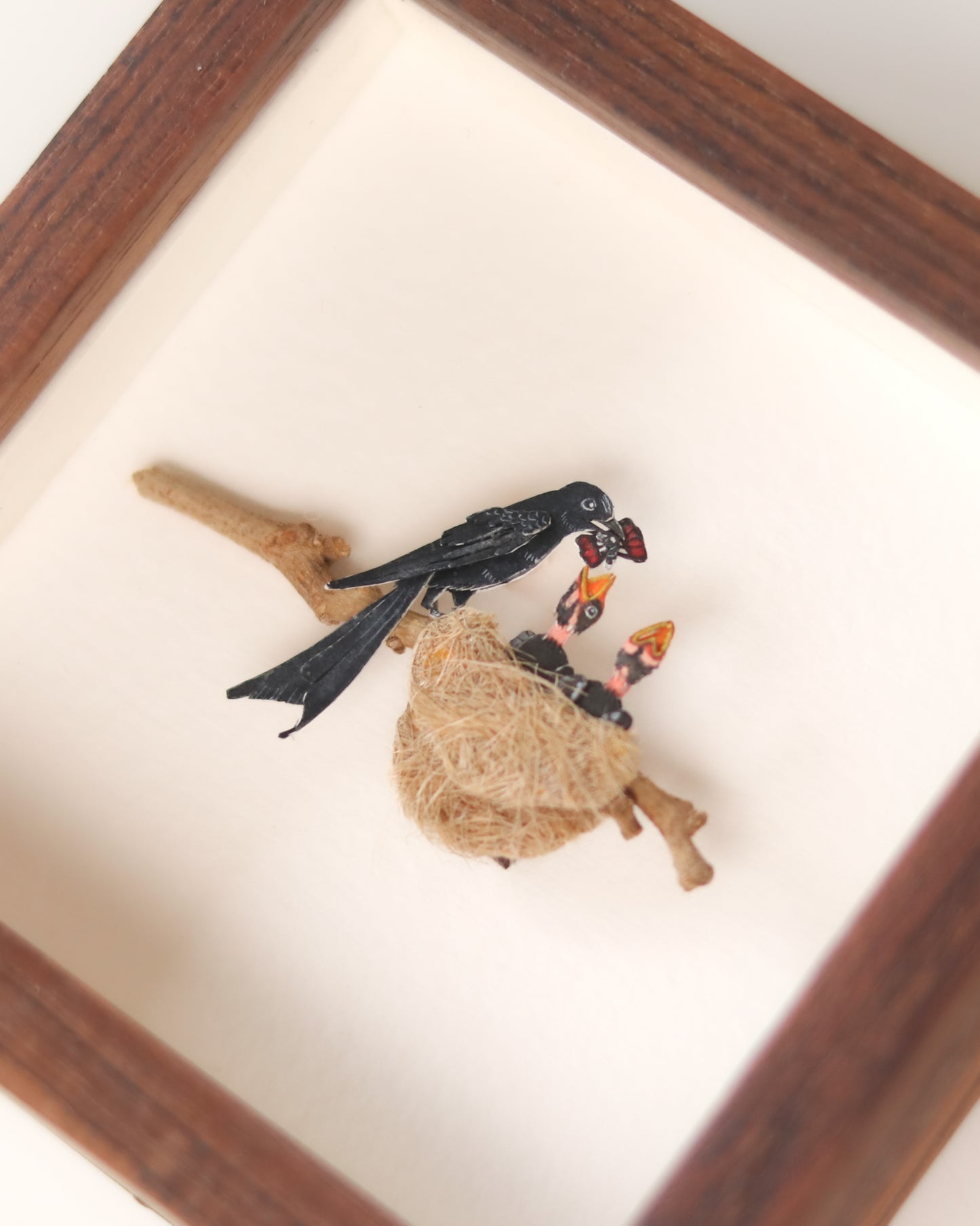 Fork Tailed Drongo Feeding Chicks