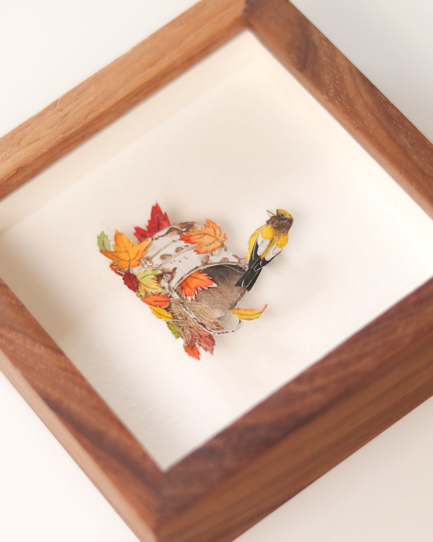 Evening Grosbeak