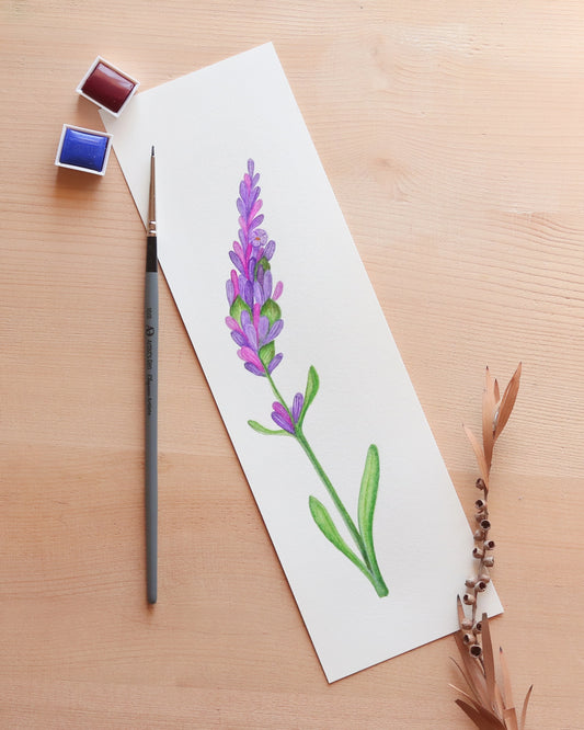 Lavender flower - Original botanical illustration