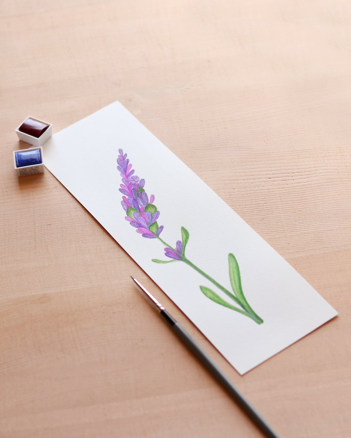 Lavender flower - Original botanical illustration