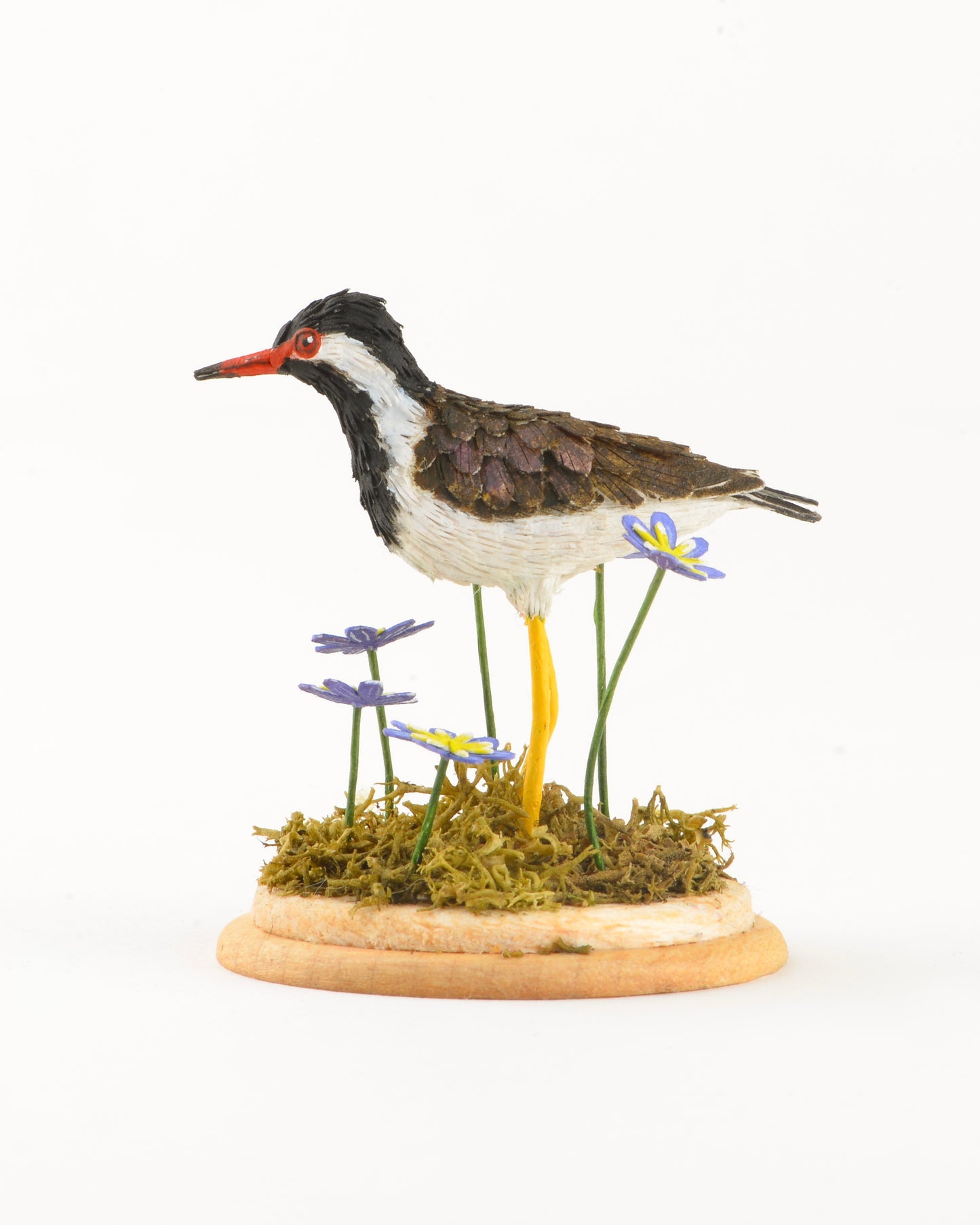 Red wattled Lapwing