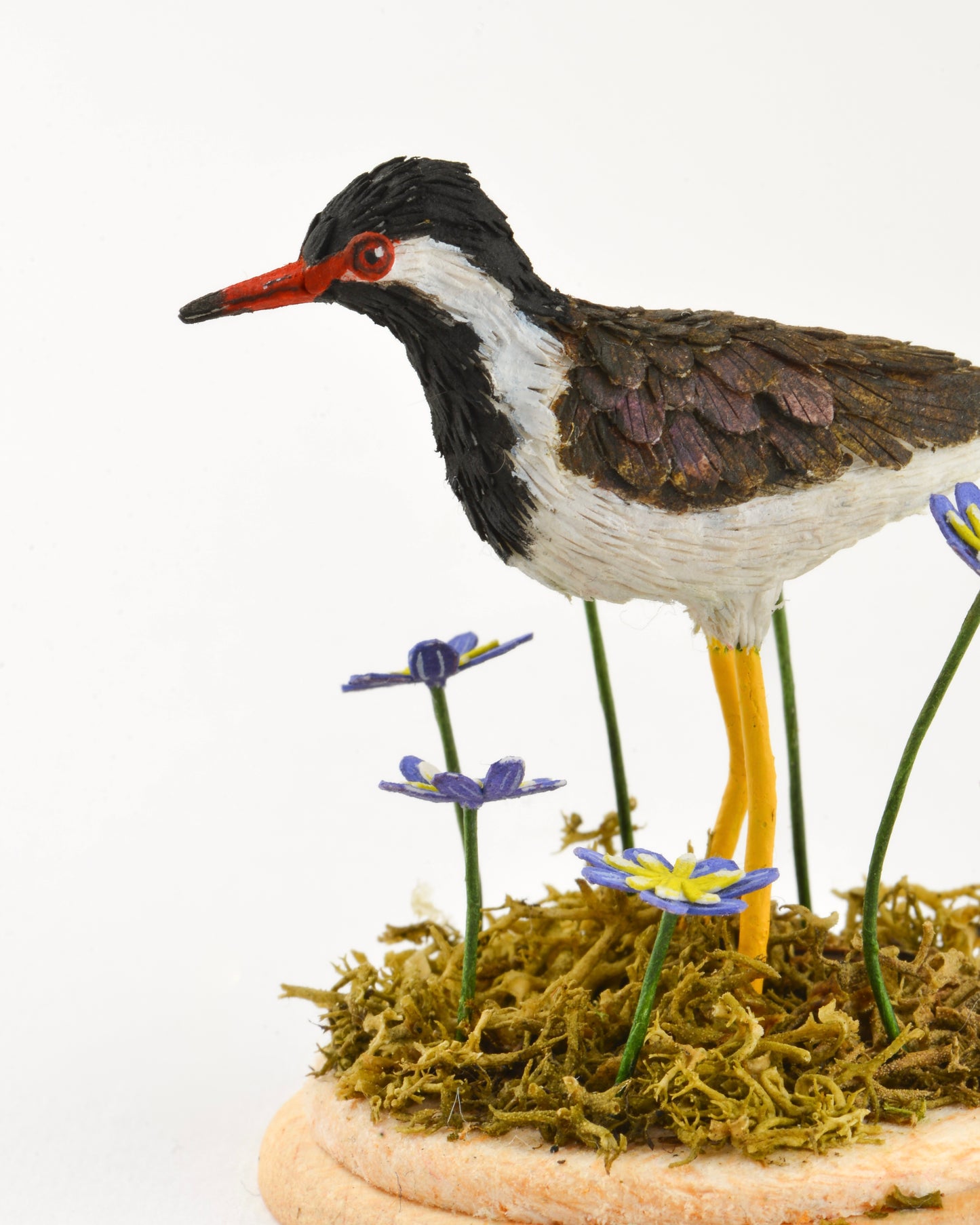 Red wattled Lapwing